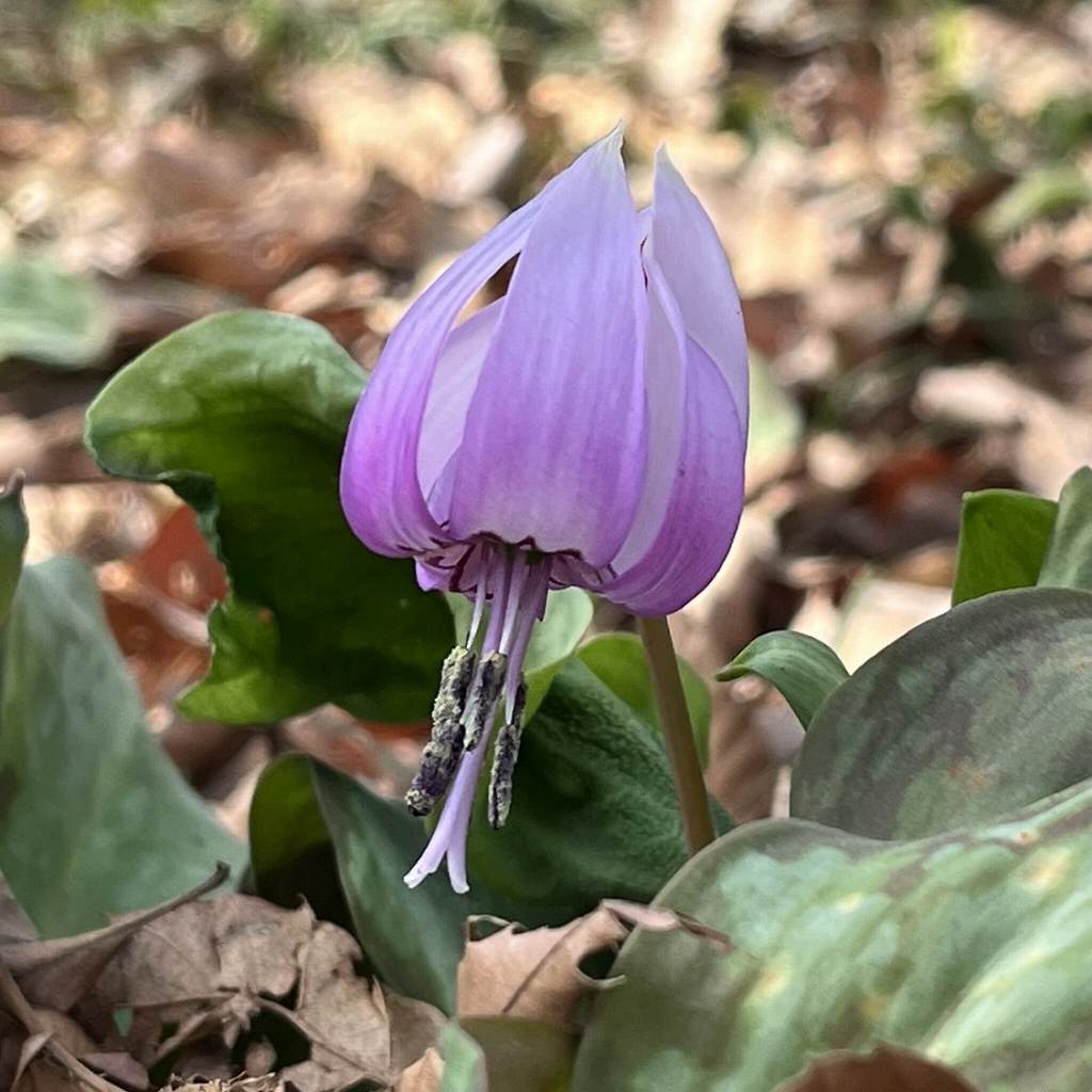Erythronium japonicum - pale purple flower closed