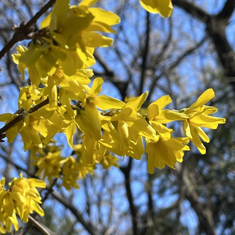 Forsythia ovata - branch and flowers