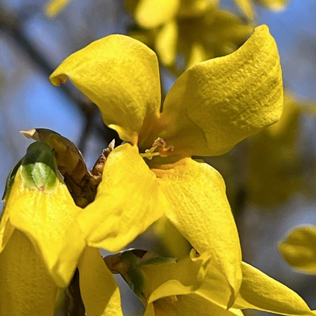 Forsythia ovata - flower up close
