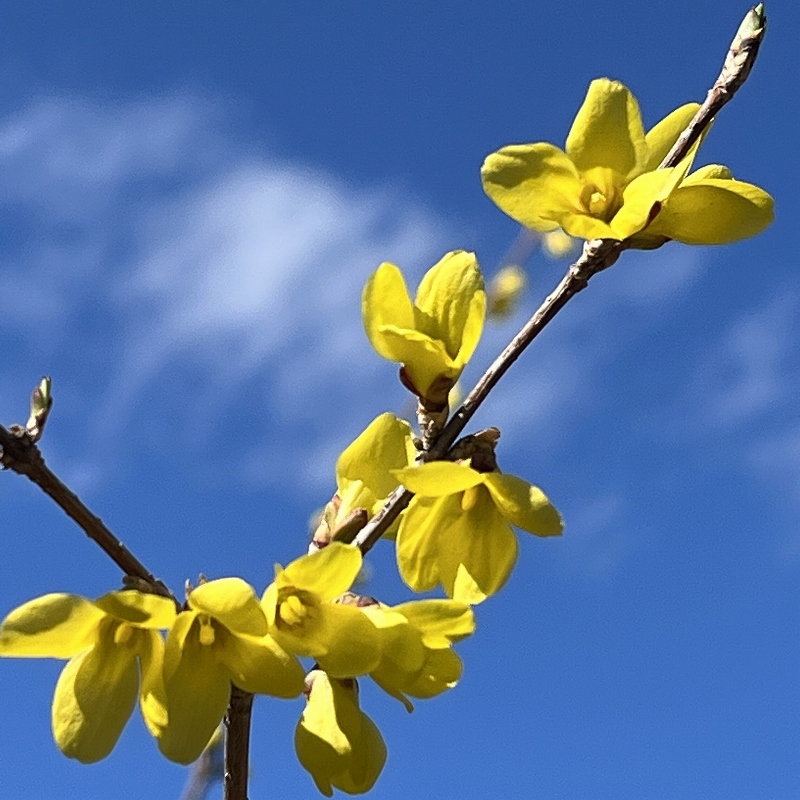 Forsythia suspensa - branch and flowers