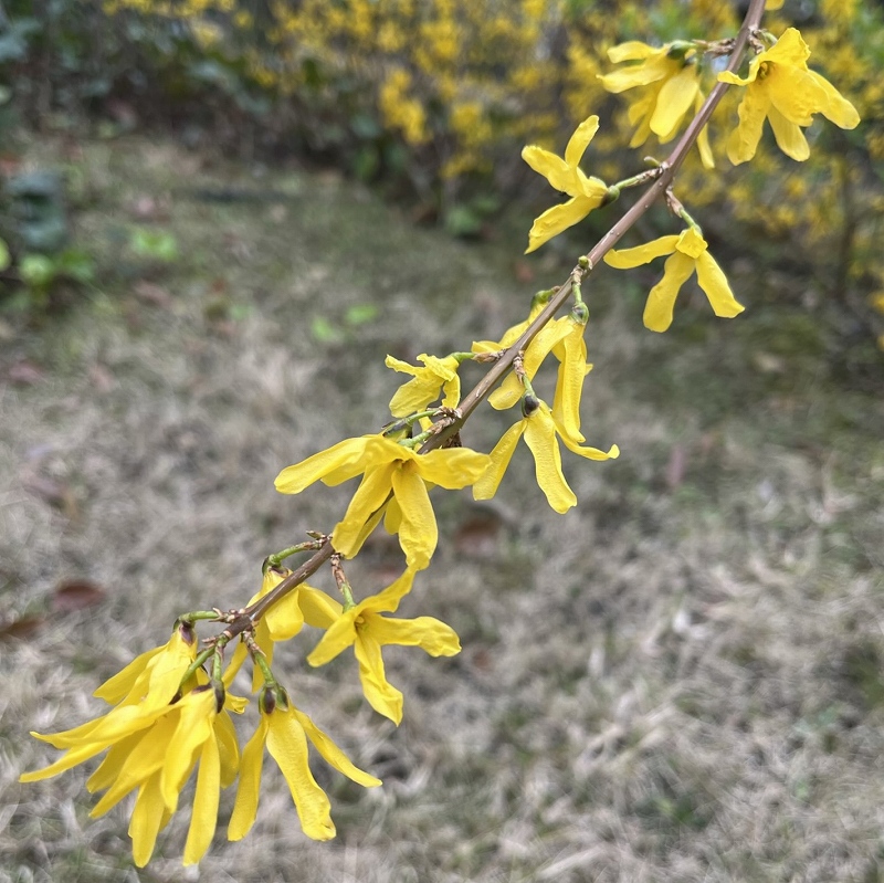 Forsythia togashii - Flowers diagonally
