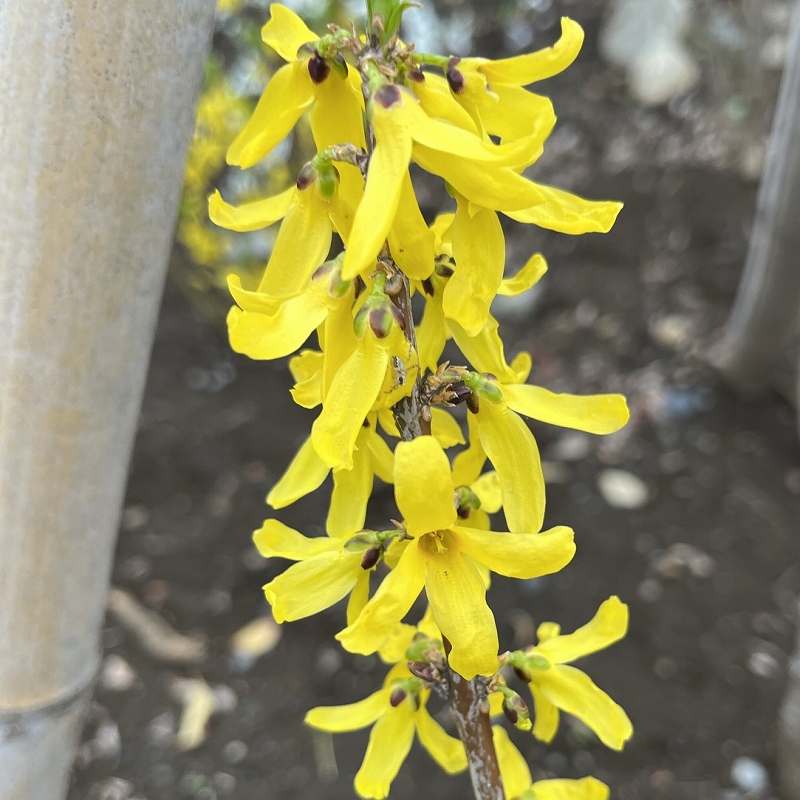 Forsythia togashii - branch and flowers