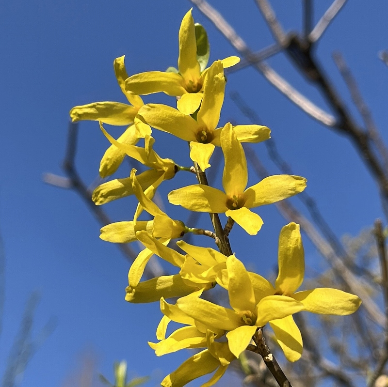 Forsythia viridissima - flowers from the front