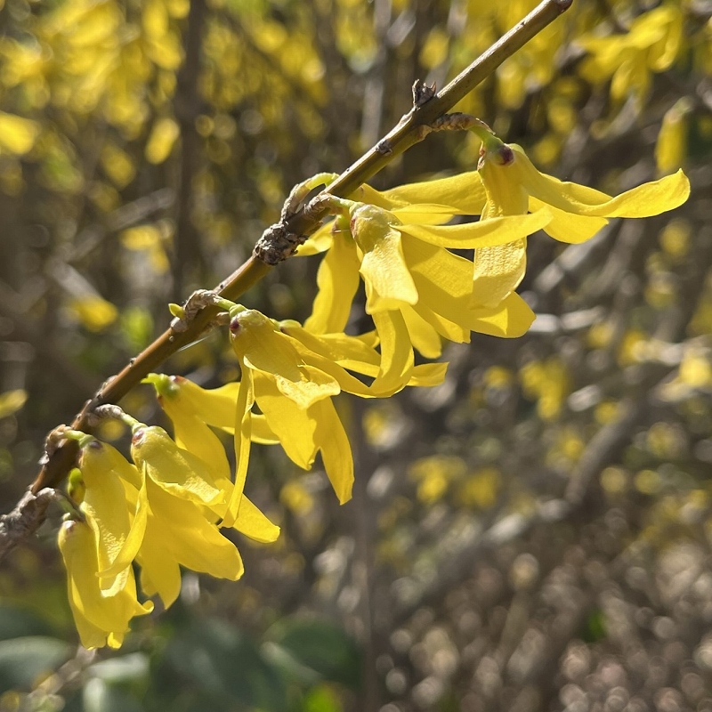 Forsythia viridissima - flowers from the side