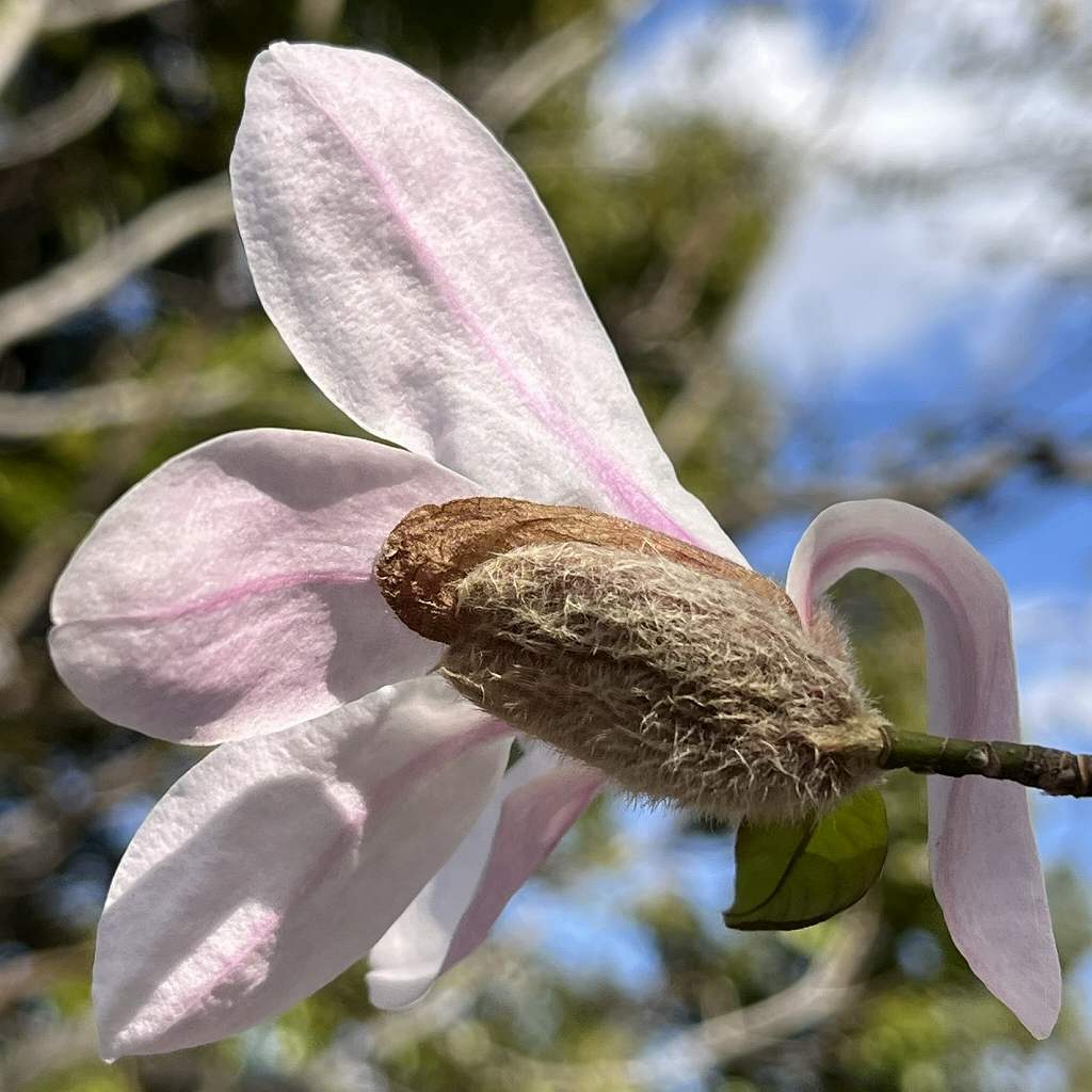 Magnolia kobus - a bud beginning to open