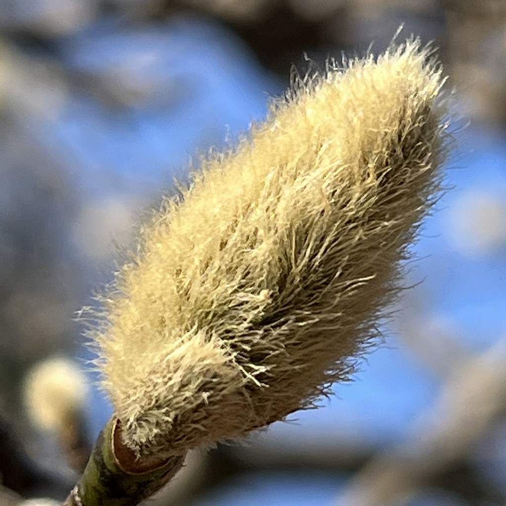 Magnolia kobus - a bud up close