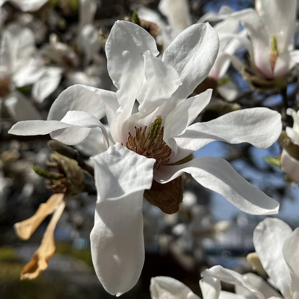 Magnolia kobus - beginning to bloom