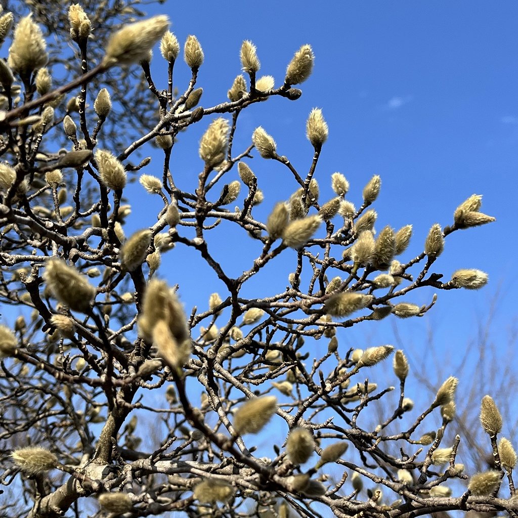 Magnolia kobus - branches and buds