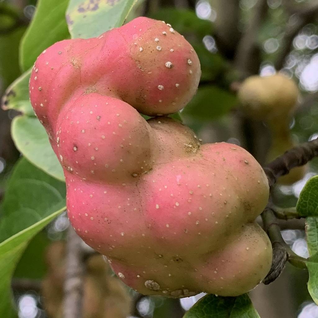 Magnolia kobus - fruits