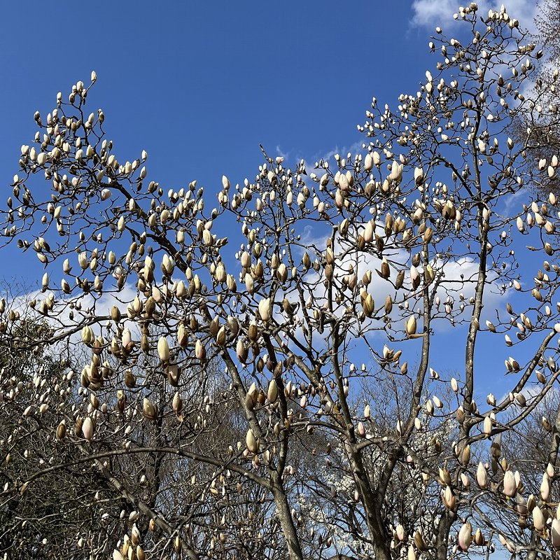 Magnolia x soulangeana - buds from afar