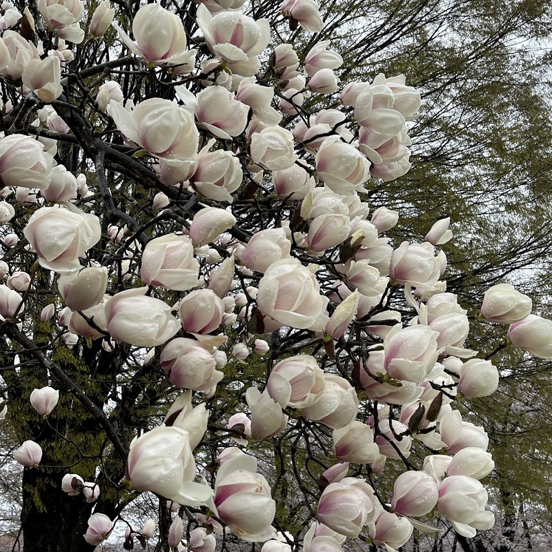 Magnolia x soulangeana - flowers from afar