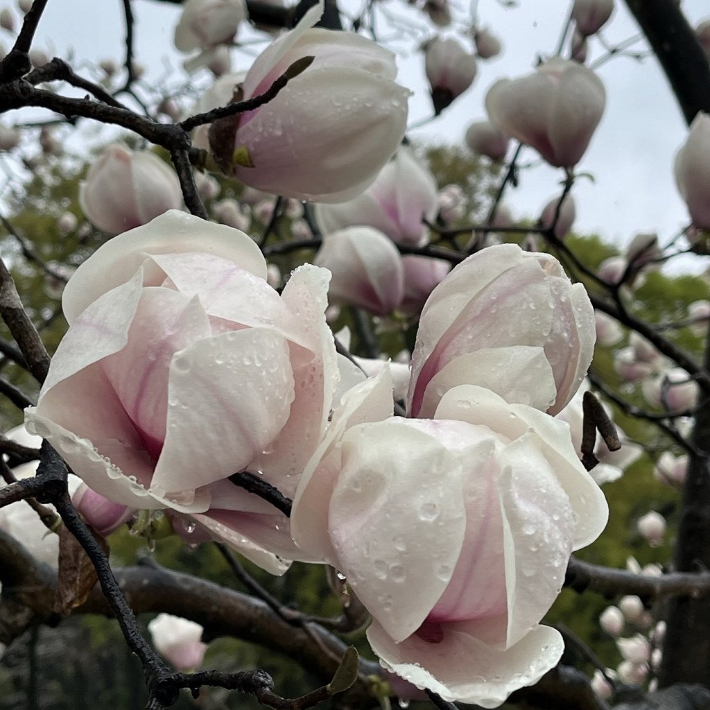 Magnolia x soulangeana - flowers