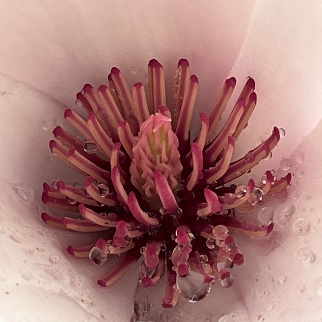Magnolia x soulangeana - in the flower