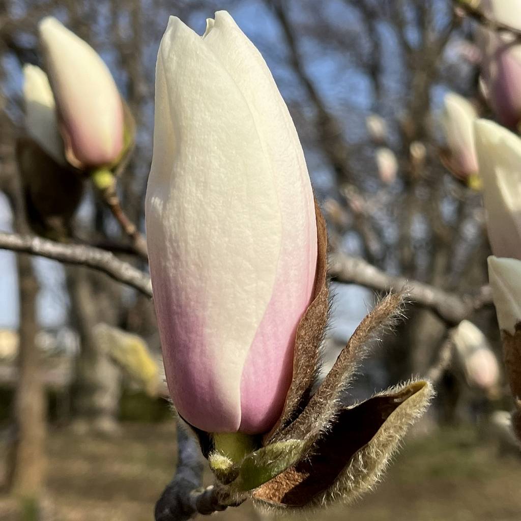 Magnolia x soulangeana - the bud