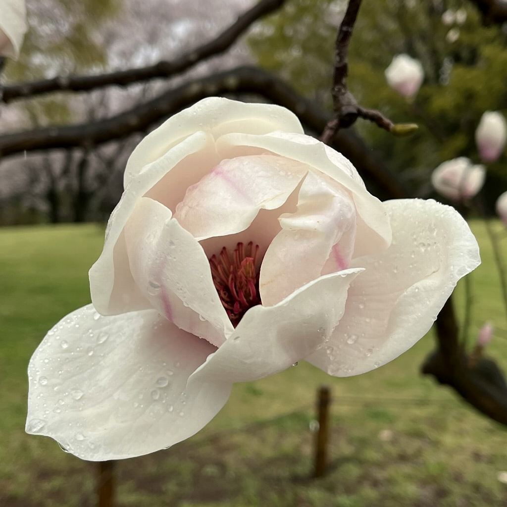 サラサモクレン / Saucer Magnolia