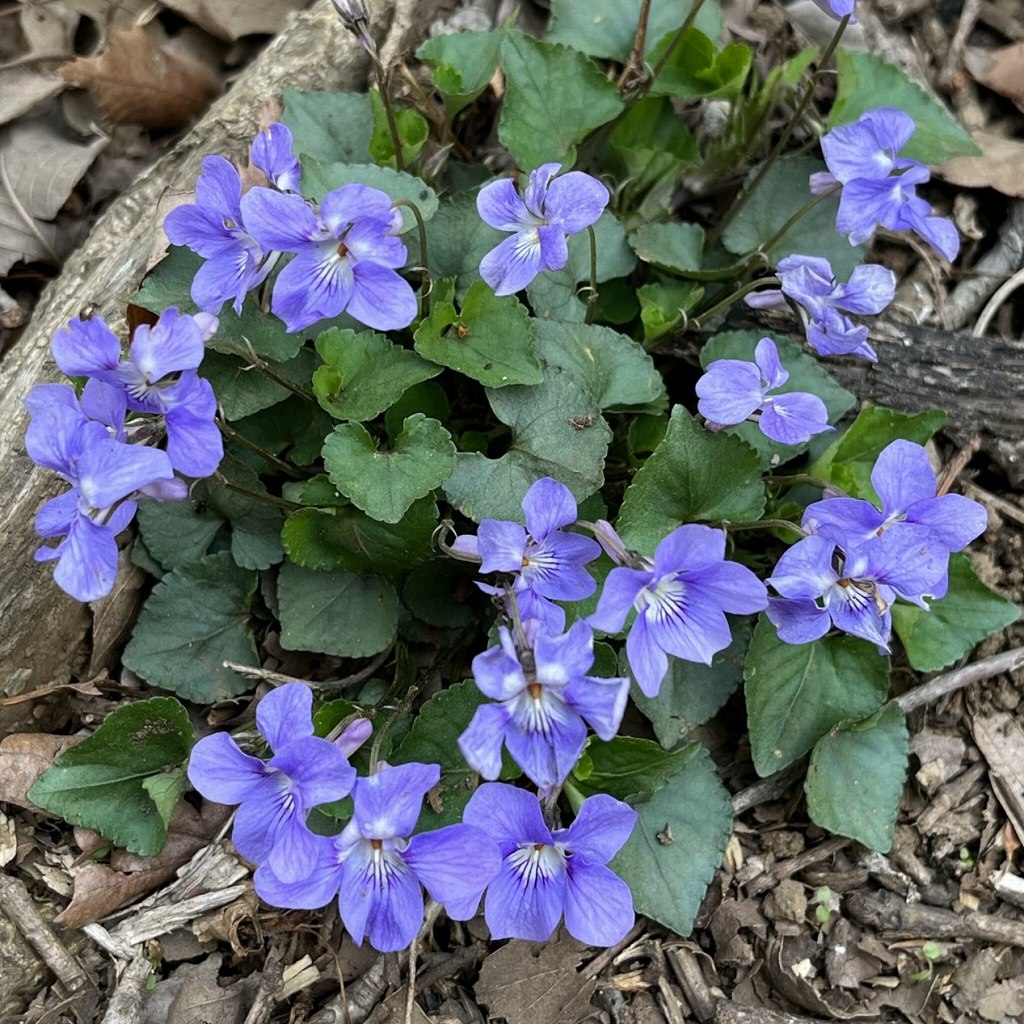 Viola grypoceras - flowers and leaves