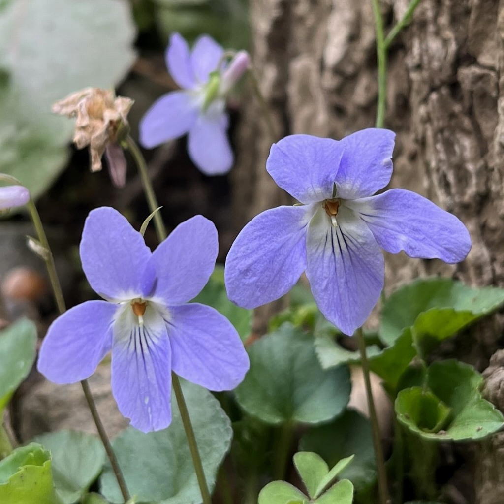 Viola grypoceras - two flowers