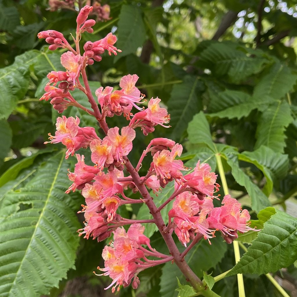 ベニバナトチノキ / Red Horse Chestnut