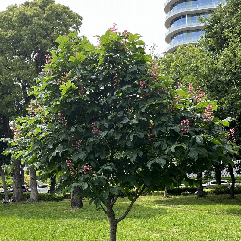 Aesculus x carnea - a tree