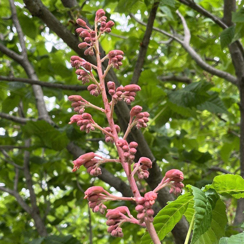 Aesculus x carnea - buds