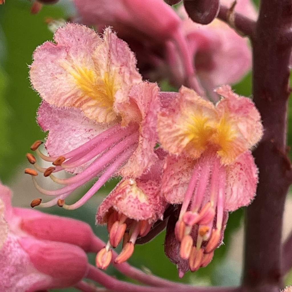 Aesculus x carnea - flowers from right