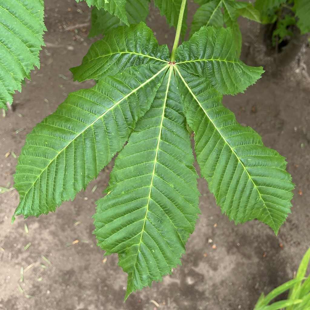 Aesculus x carnea - leaves