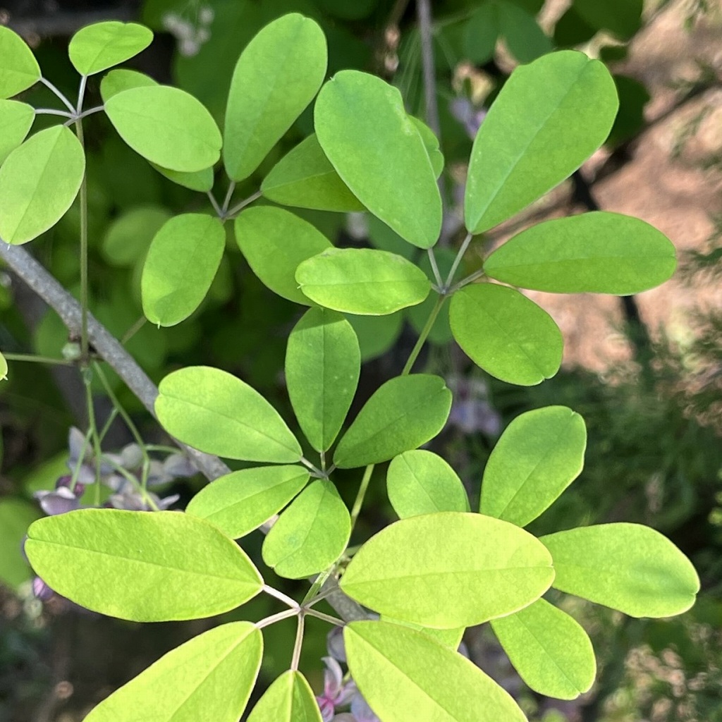 Akebia quinata - leaves