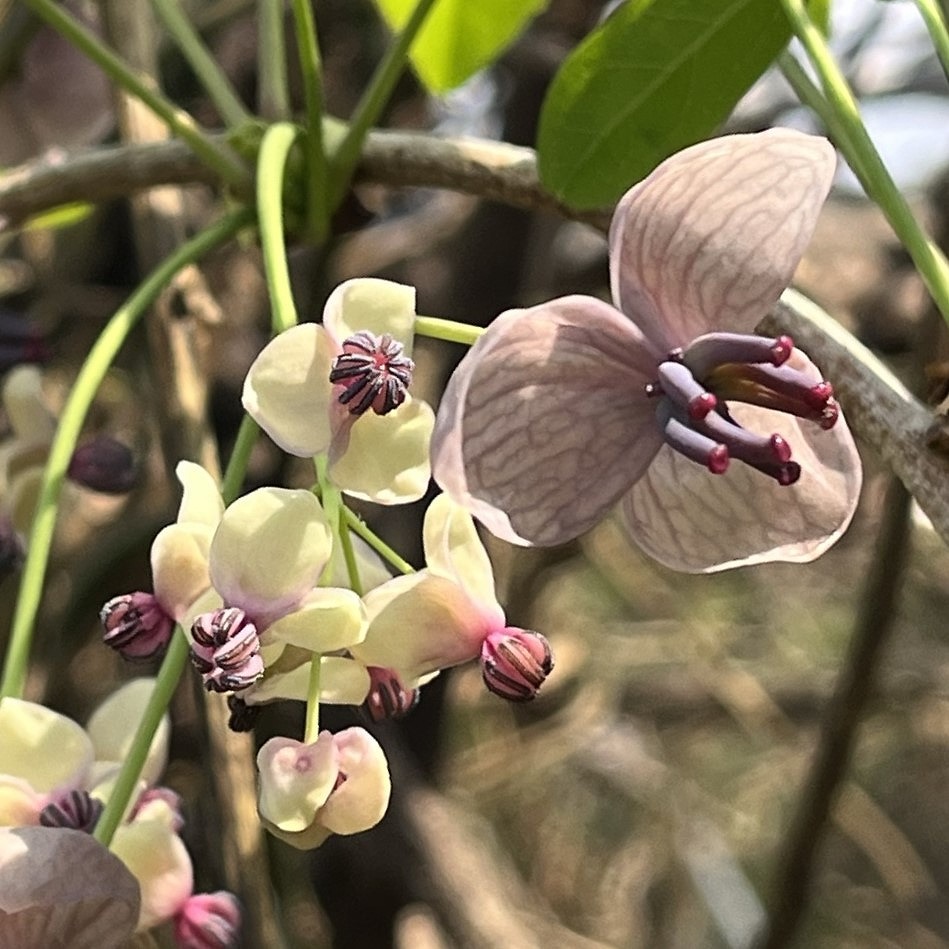 Akebia quinata - male and female flowers