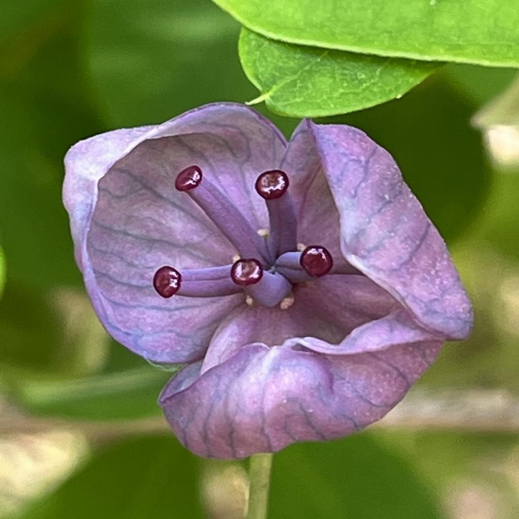 Akebia quinata - purple female flower