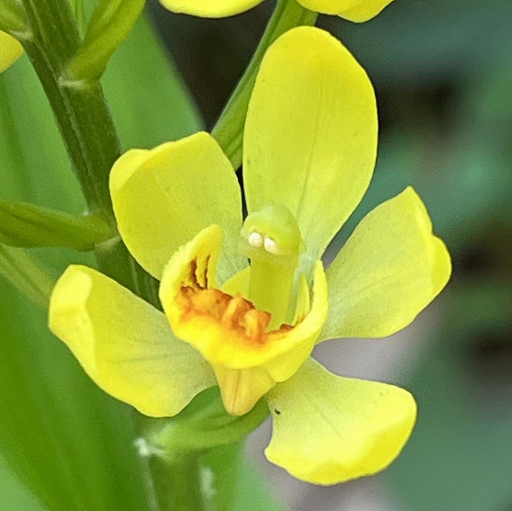 Cephalanthera falcata - a flower up close