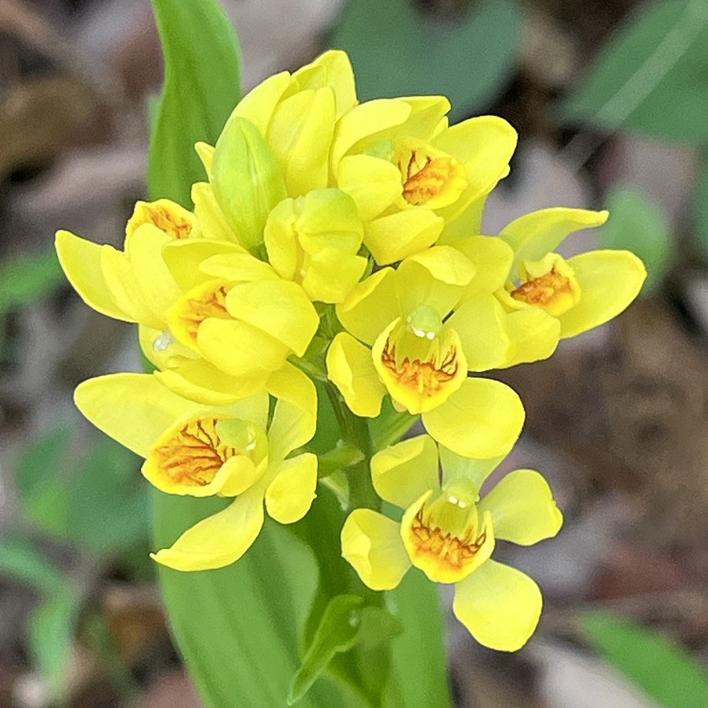 キンラン / Golden Orchid