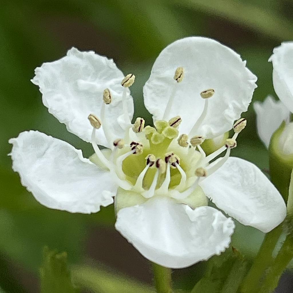 Crataegus cuneata - a flower up close