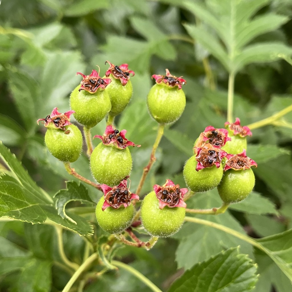 Crataegus pinnatifida - immature fruits
