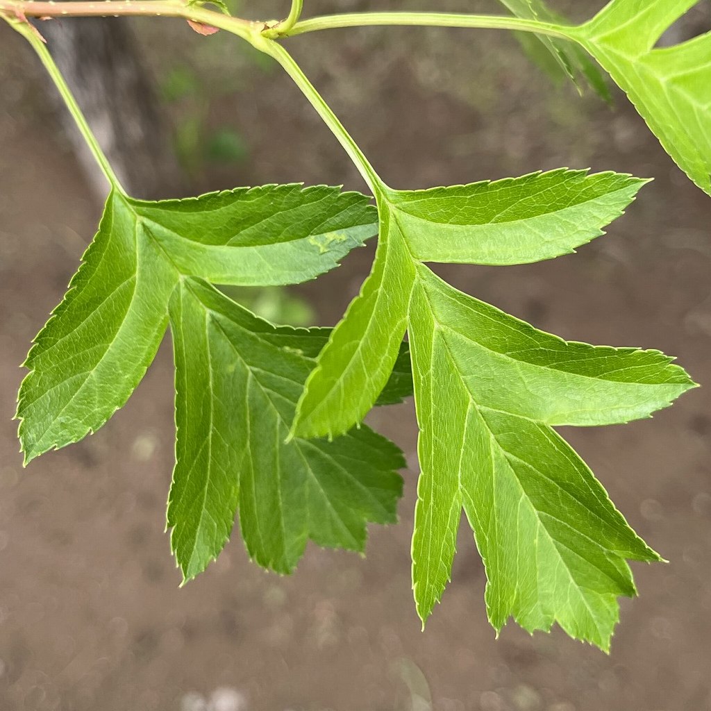 Crataegus pinnatifida - leaves