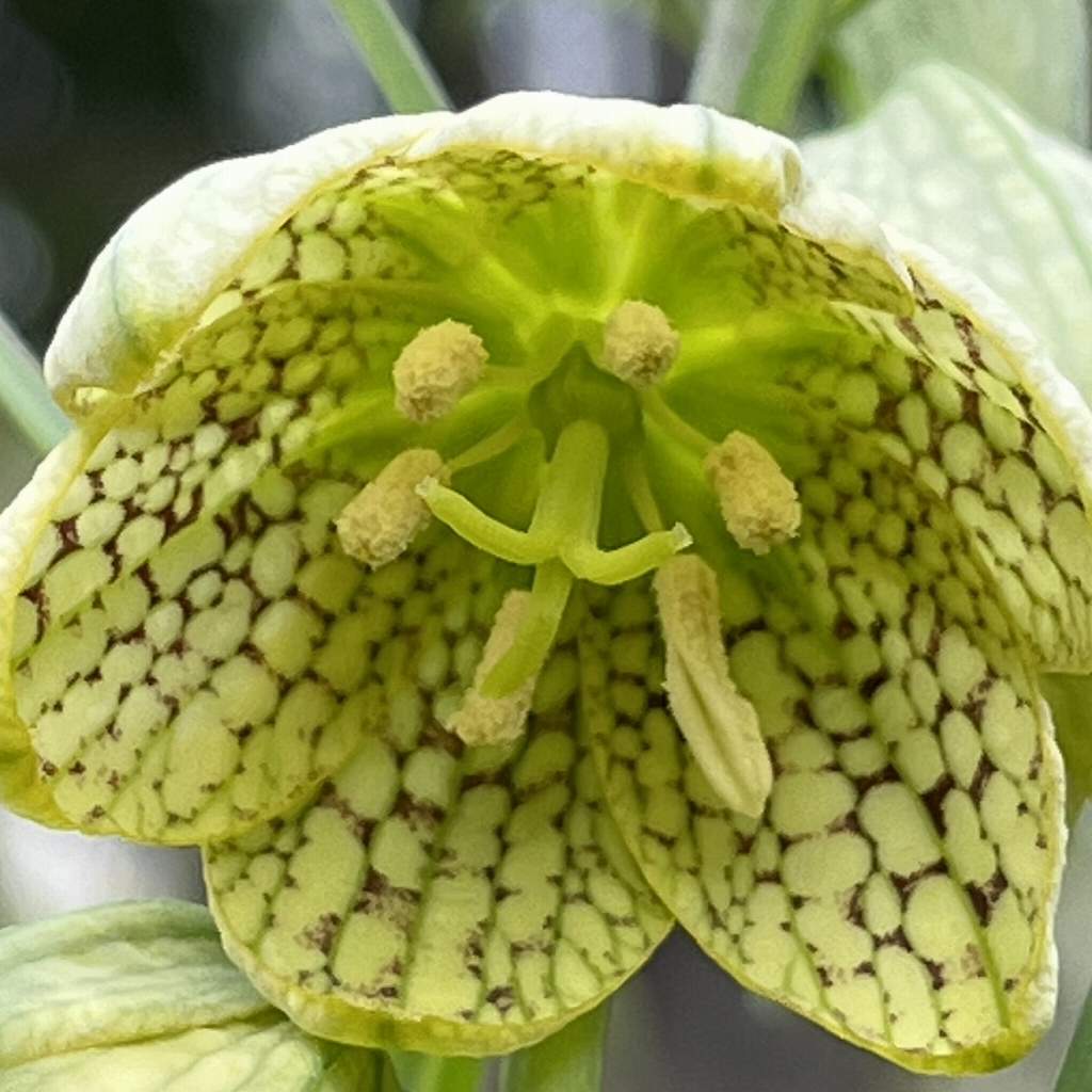 Fritillaria verticillata - a flower from closer