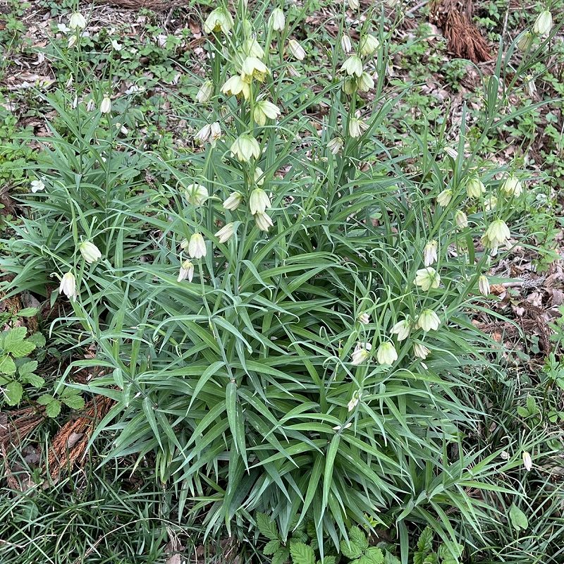Fritillaria verticillata - stems, leaves and flowers
