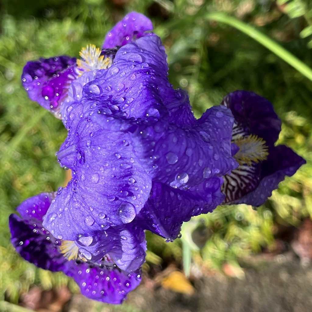 Iris x germanica - Blue and violet flower from above