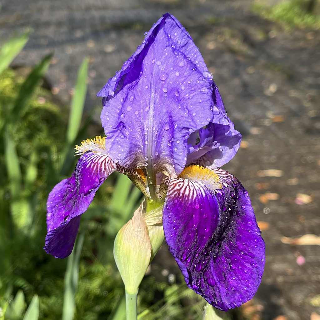 ドイツアヤメ / German Iris