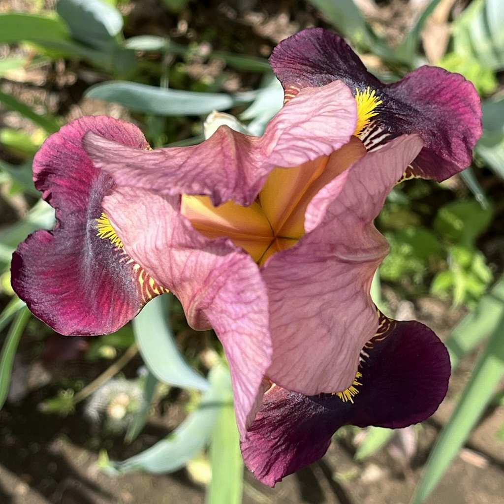 Iris x germanica - Pink and purple flower from above