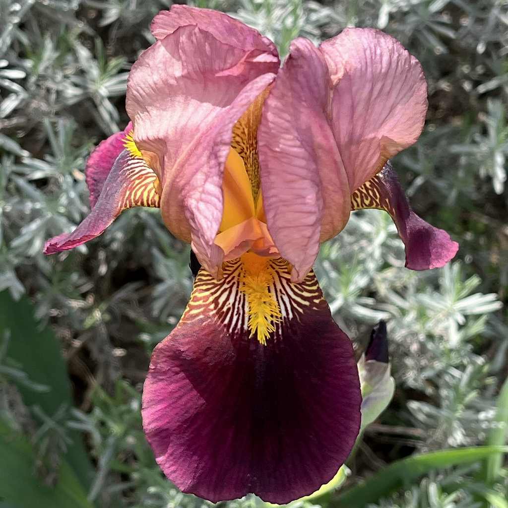 Iris x germanica - Pink and purple flower from the front