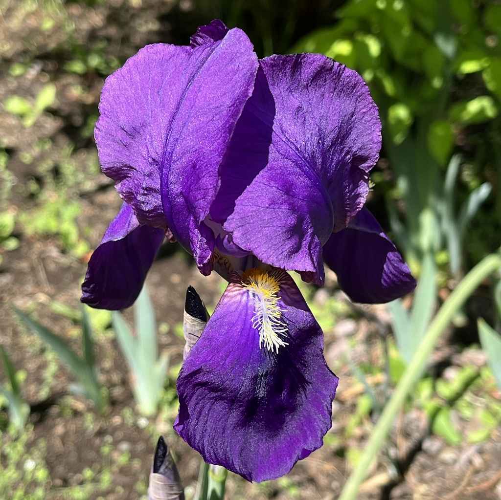 Iris x germanica - Violet flower from the front