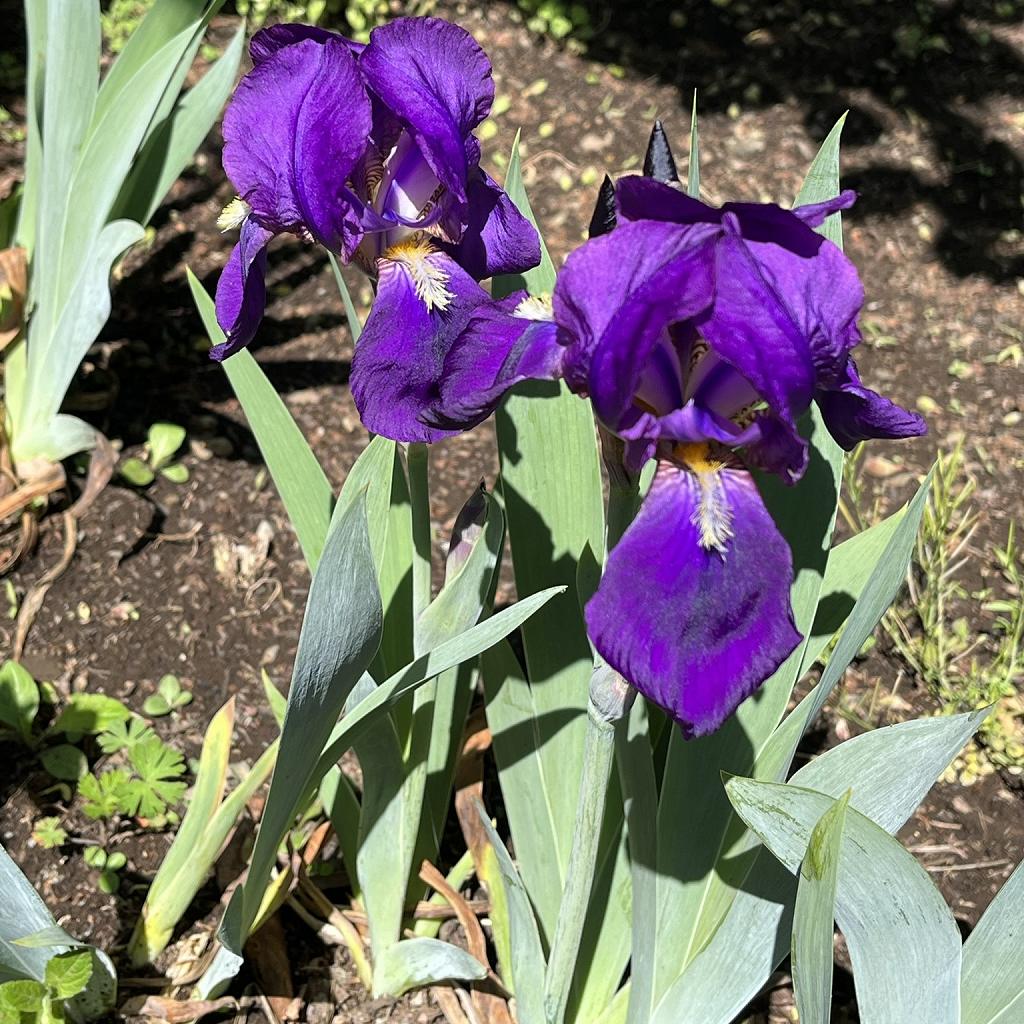 Iris x germanica - Violet flowers and leaves