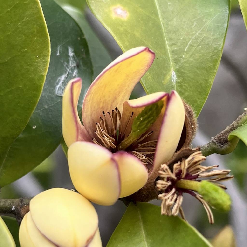 Magnolia figo - beginning to bloom