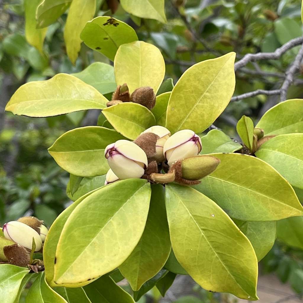 Magnolia figo - buds
