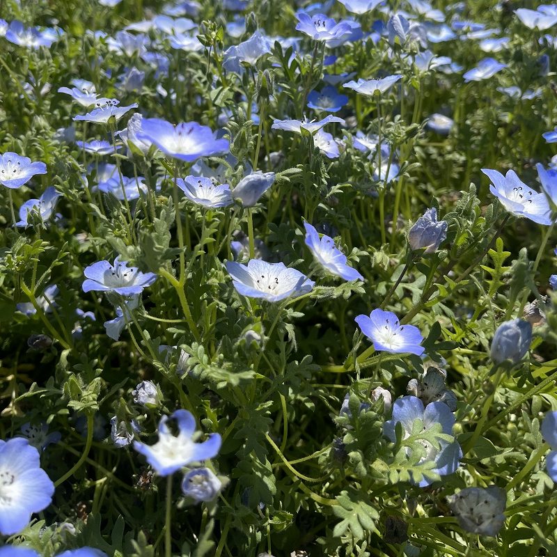 Nemophila menziesii - Leaves and flowers from the side
