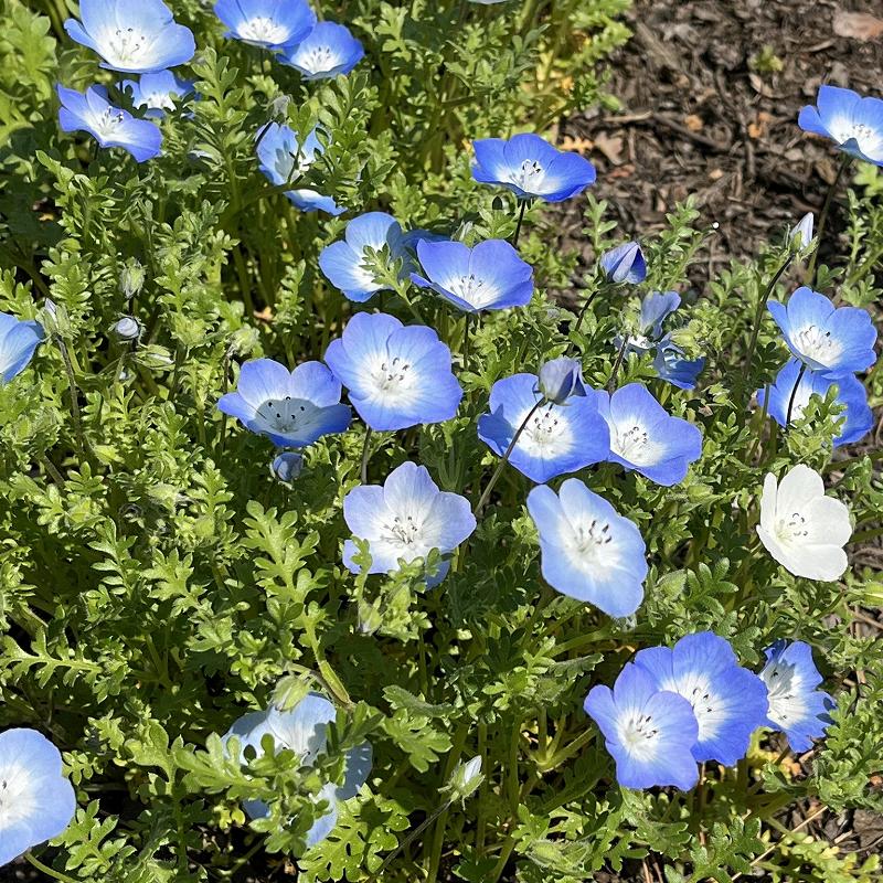 Nemophila menziesii - leaves and flowers from above