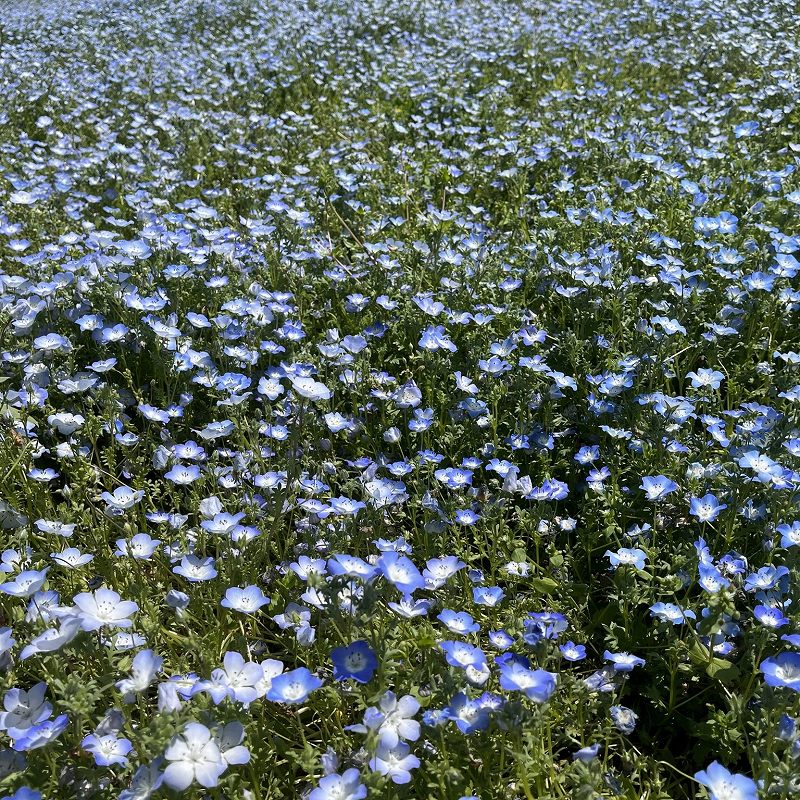 Nemophila menziesii - lots of flowers
