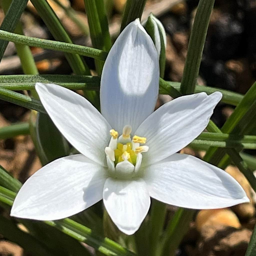 Ornithogalum umbellatum - a flower blooming in the sun