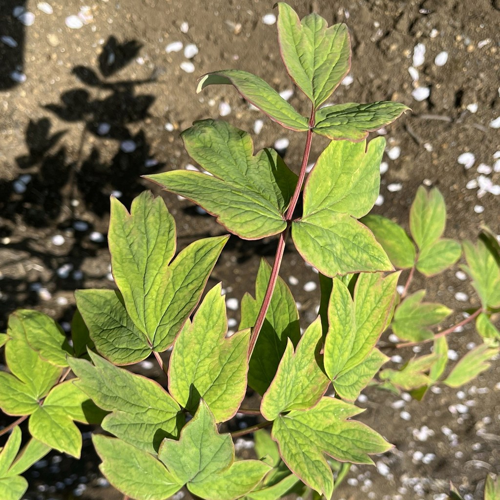 Paeonia suffruticosa - stems and leaves