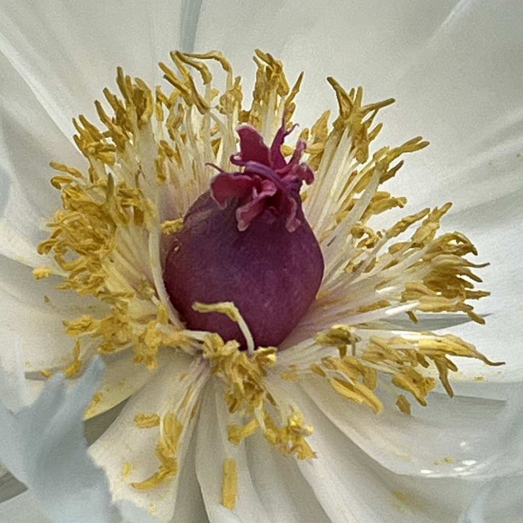 Paeonia suffruticosa - white flower close up